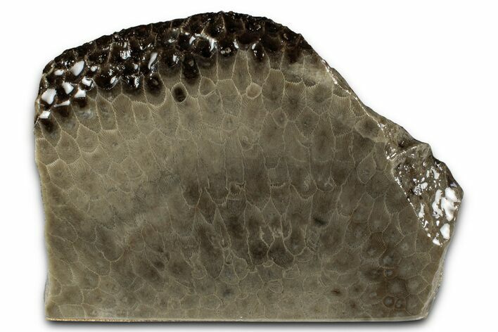 Free-Standing, Petoskey Stone (Fossil Coral) Section - Michigan #356981